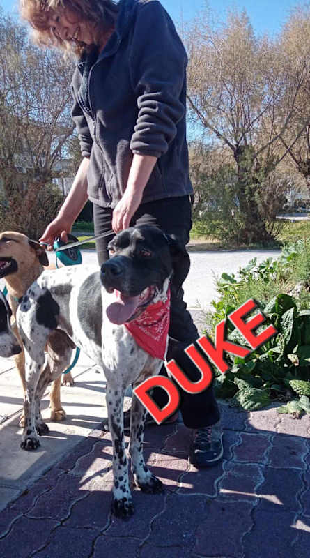 Photo of Duke #image