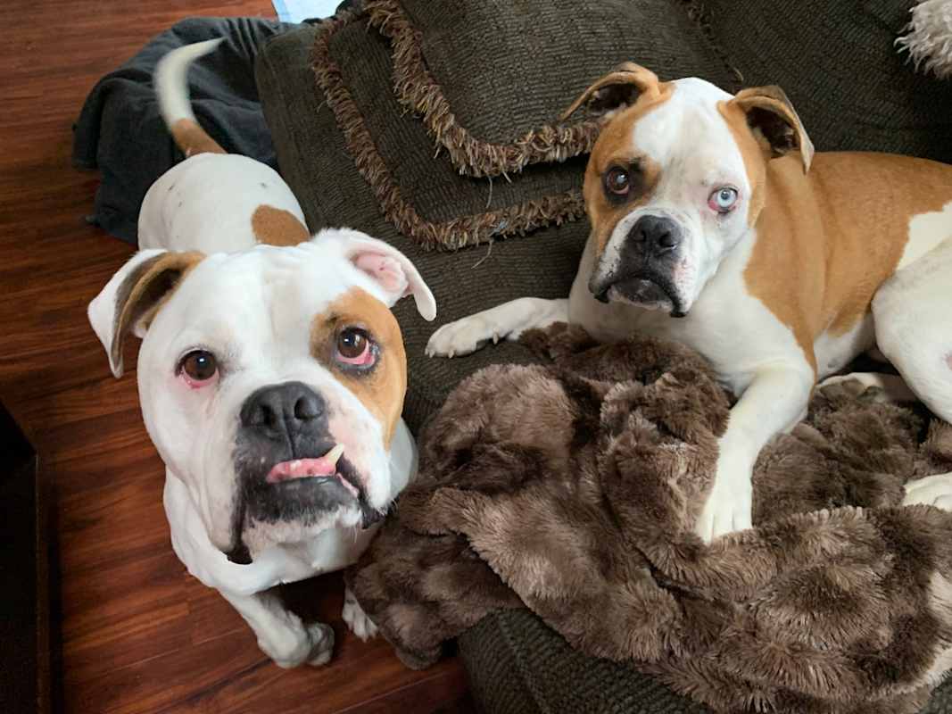 Photo of Adonis & Titan (OH) bonded #image