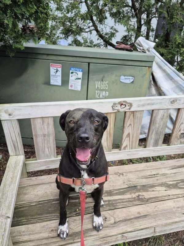 Photo of Otis #image