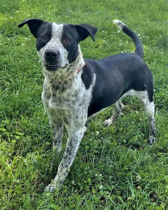 Photo of Buck #image