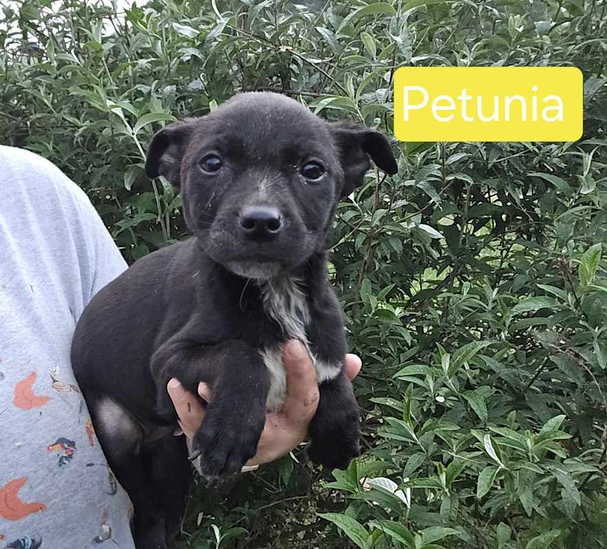 Photo of Petunia #image