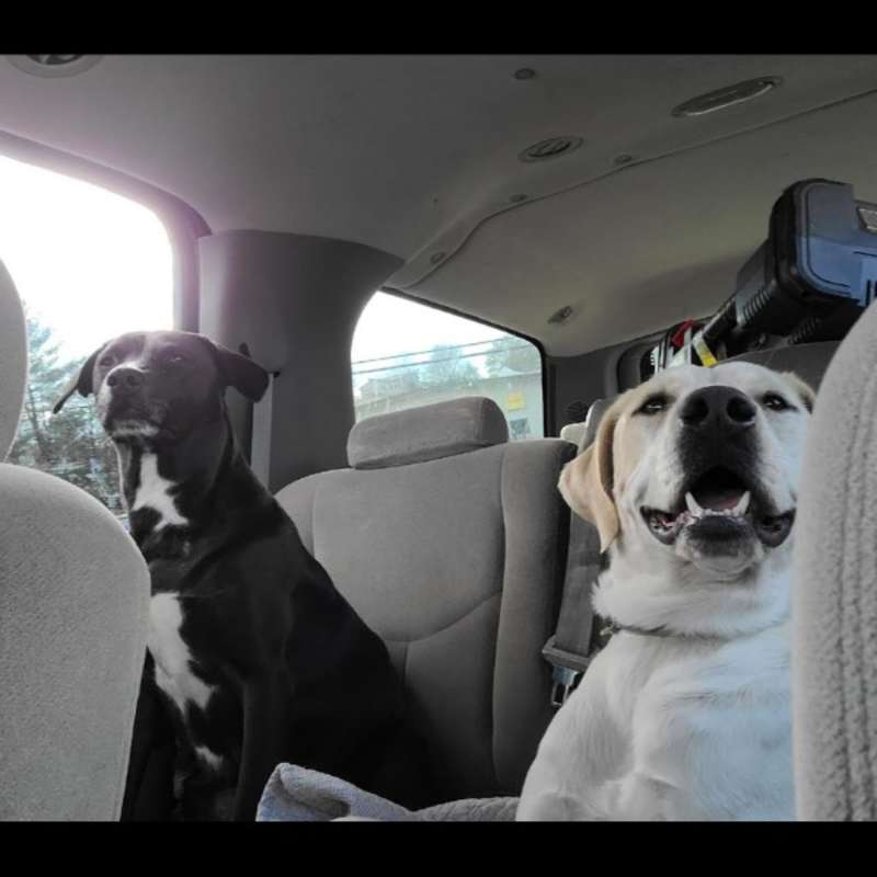 Photo of Ricochet - Rico #image