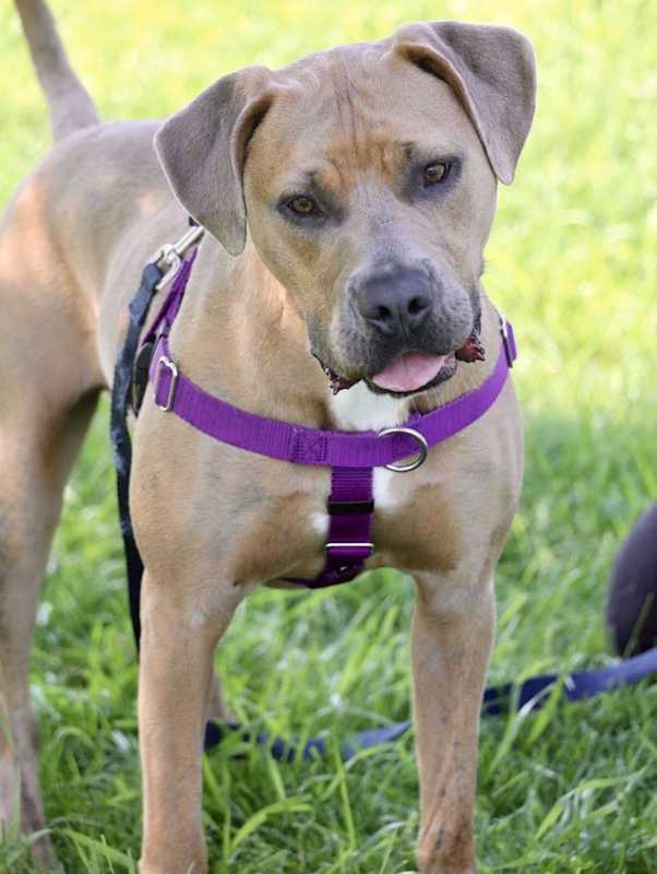 Photo of Hashbrown #image