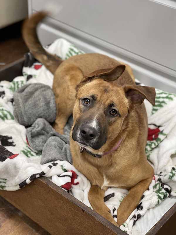 Photo of Bellah #image