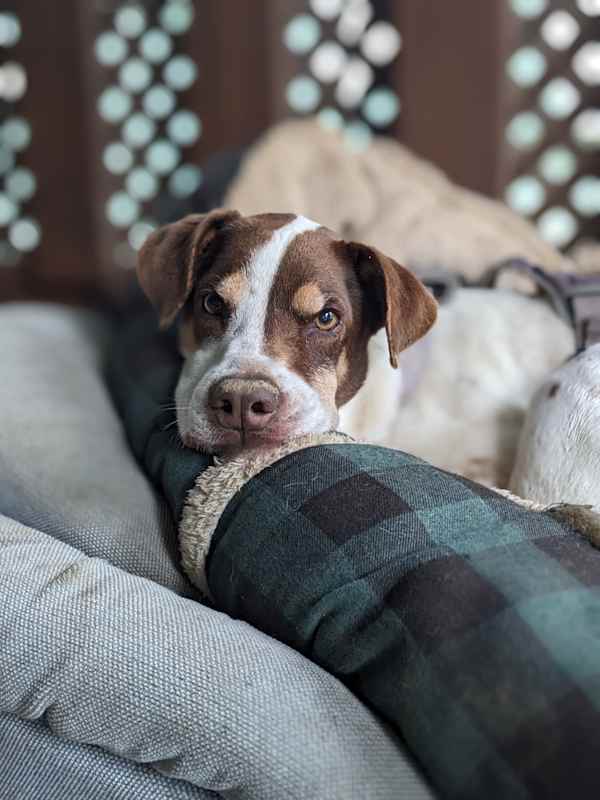 Photo of Pepper #image