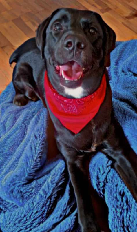 Photo of Rex #image