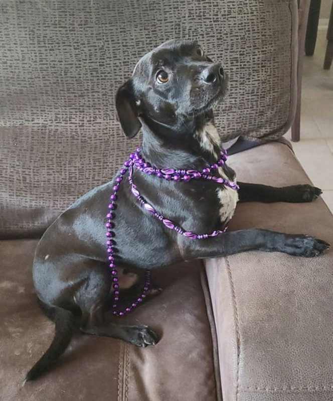 Photo of Jub Jub #image