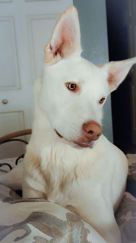 Photo of Luna #image