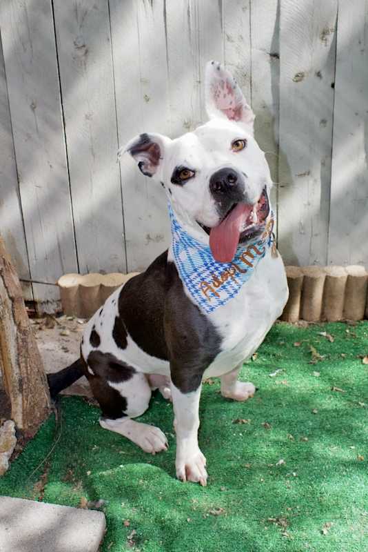 Photo of Pace (Pluto) #image