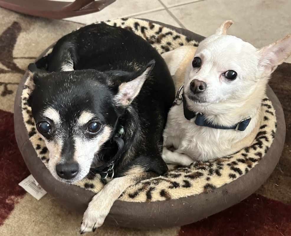 Photo of 2 little old Ladies... #image