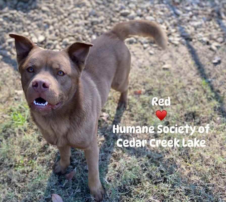Photo of Red #image