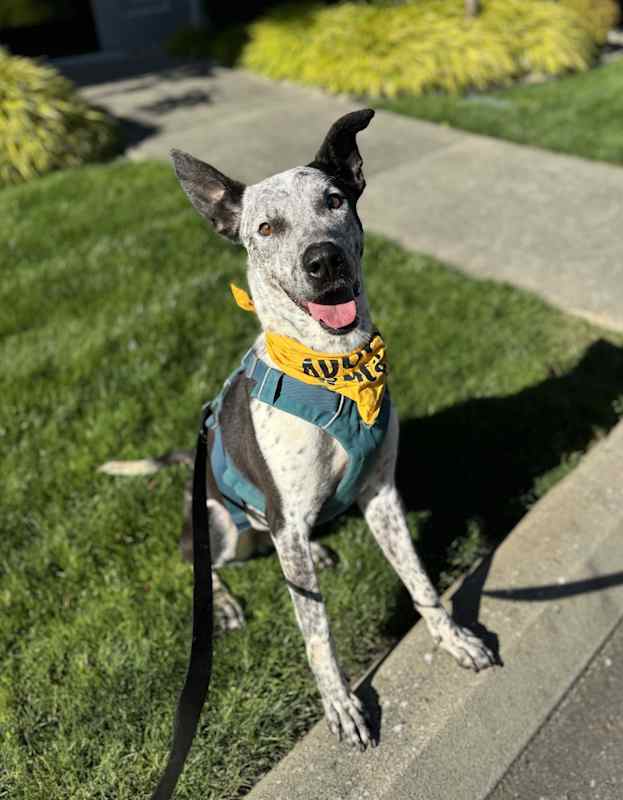 Photo of Bandit #image