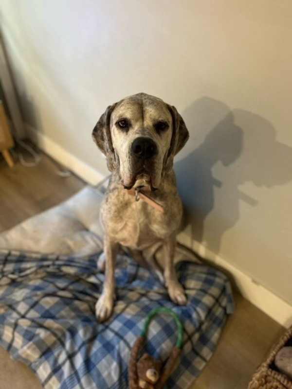 Photo of Lulu #image
