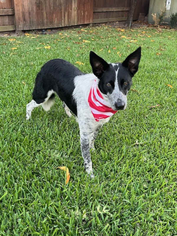 Photo of Nolan #image