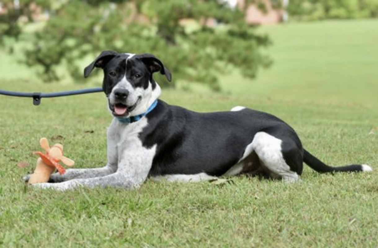 Photo of PUPPY ROBBIE LUVS KIDS #image