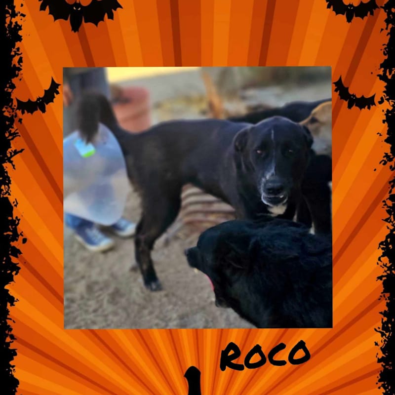 Photo of Roco #image