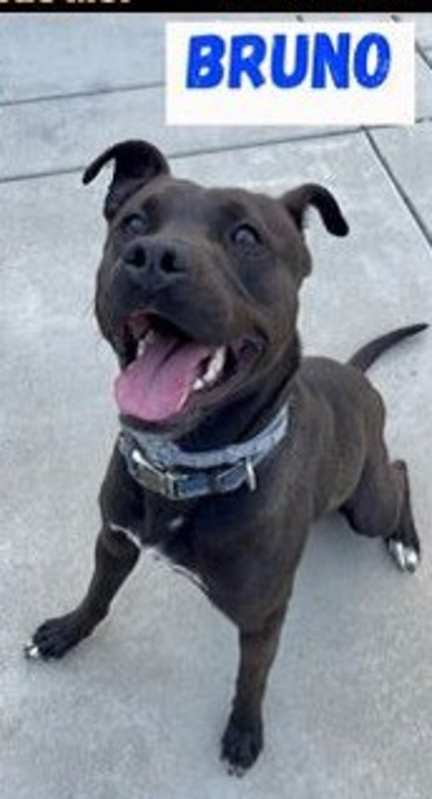 Photo of Bruno #image
