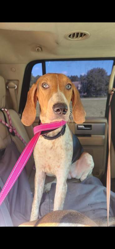 Photo of Adaline #image