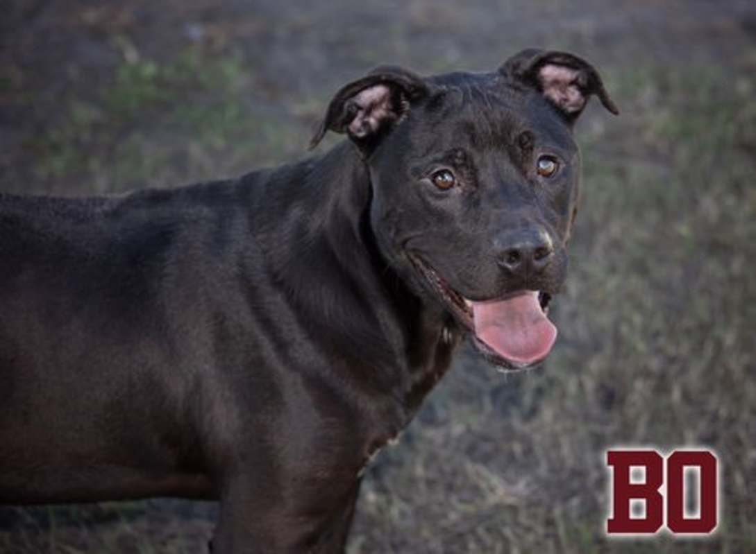 Photo of Bo #image