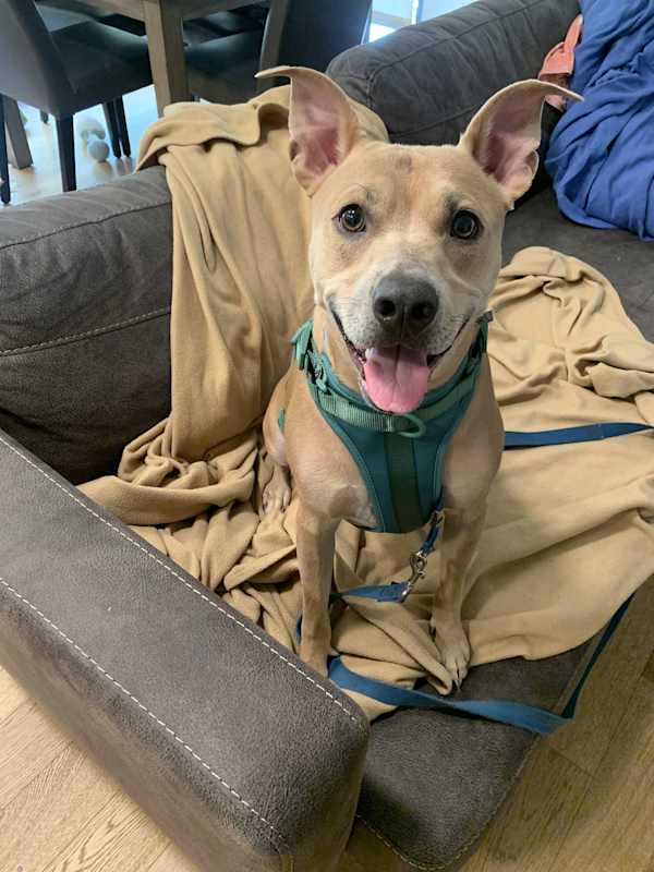 Photo of Pollito #image