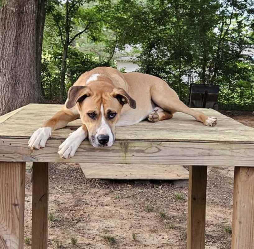 Photo of Brownie #image