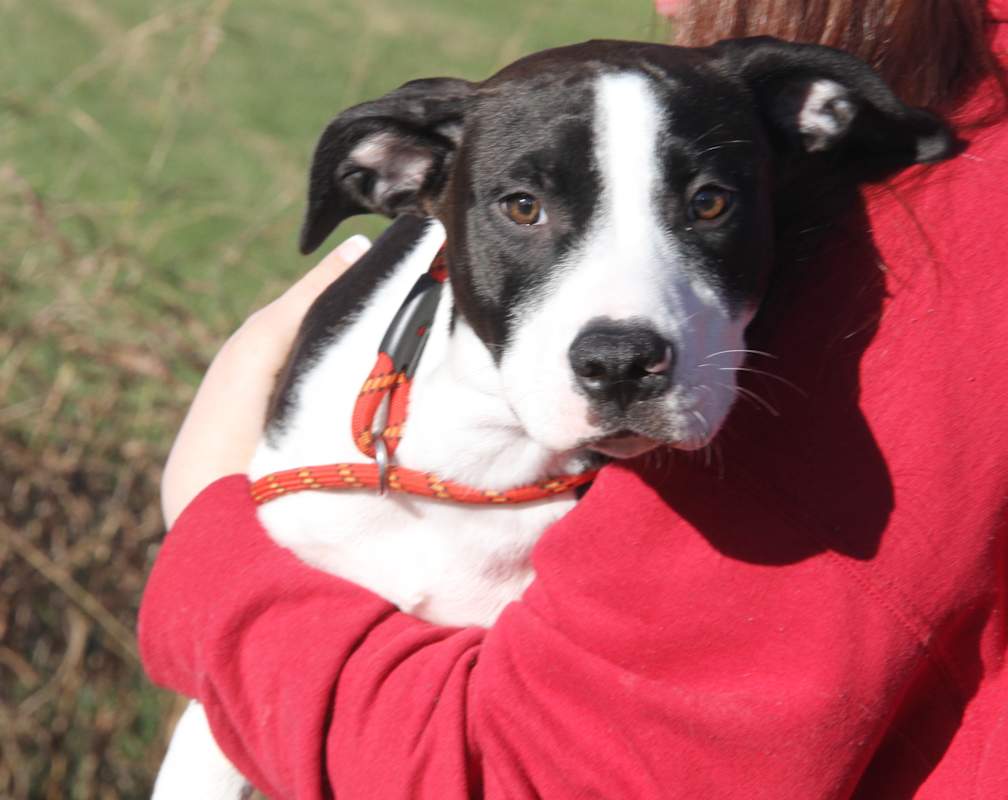 Photo of Sunflower (In Foster to Adopt) #image
