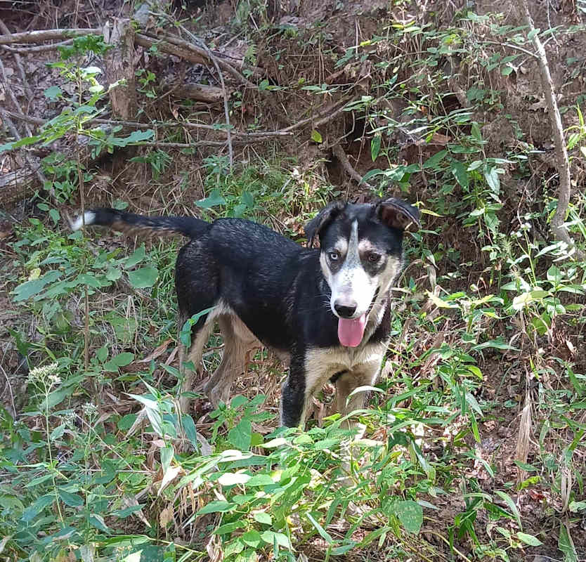 Photo of Badger #image