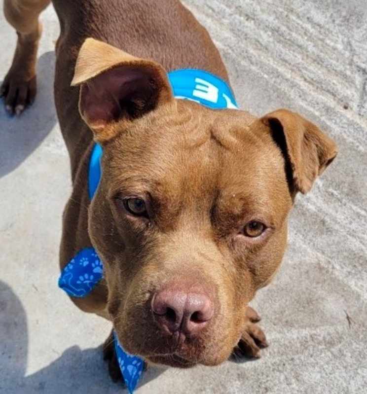 Photo of Ace - Adoption fee fully sponsored! #image