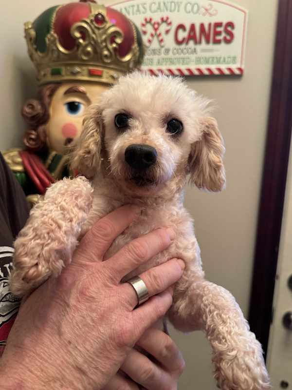 Photo of Curly #image