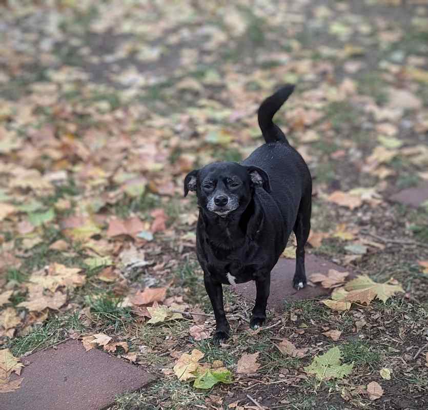 Photo of Otto #image