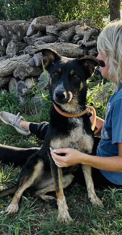 Photo of Koda #image