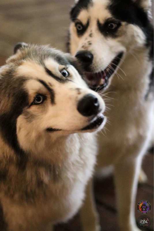 Photo of Bane and Shadow #image