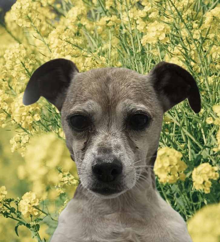Photo of ADOPTION PENDING Slinky #image