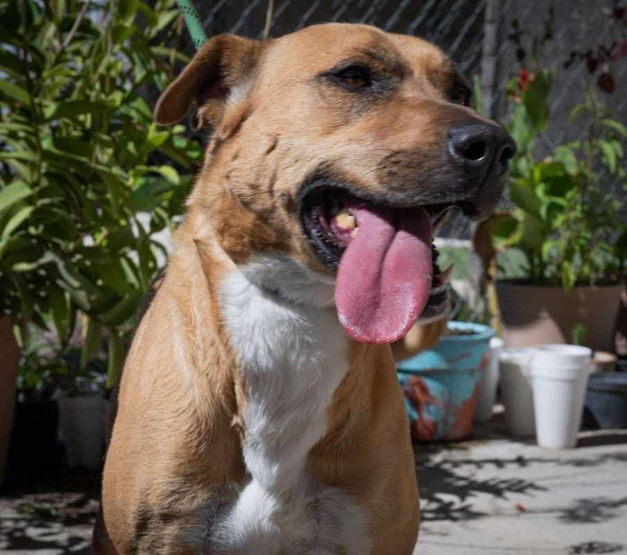 Photo of COCO #image