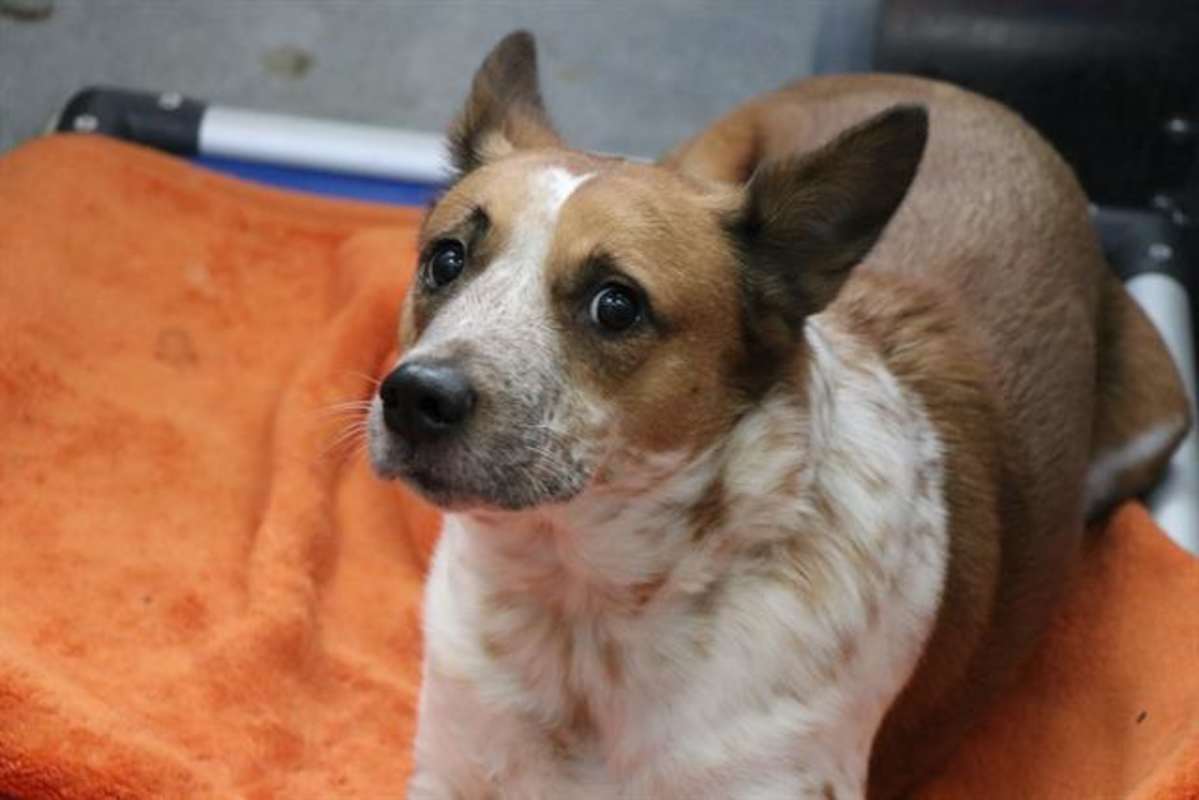 Photo of KIPPER #image