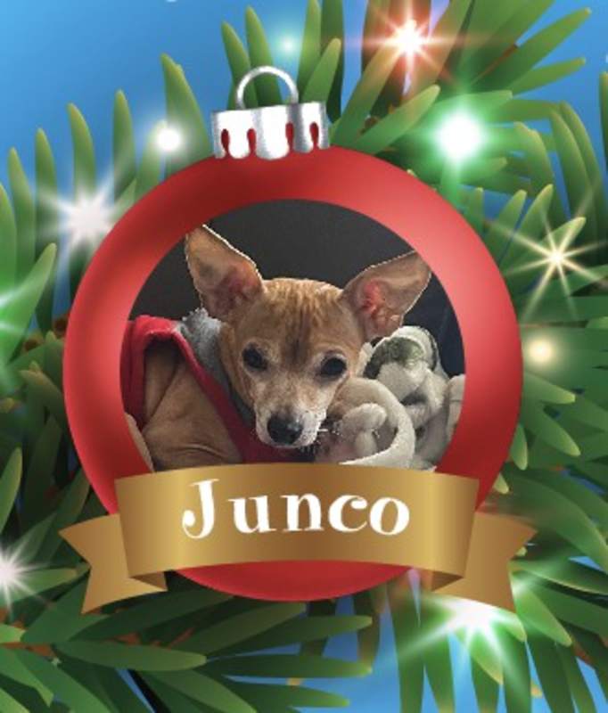 Photo of Junco #image