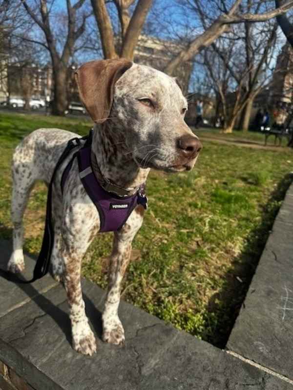Photo of Pup Paige #image
