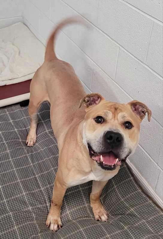 Photo of Rocky! Good Boy! #image