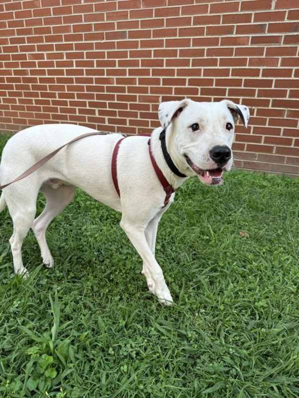 Photo of Squirtle (1yo, 40lbs) #image