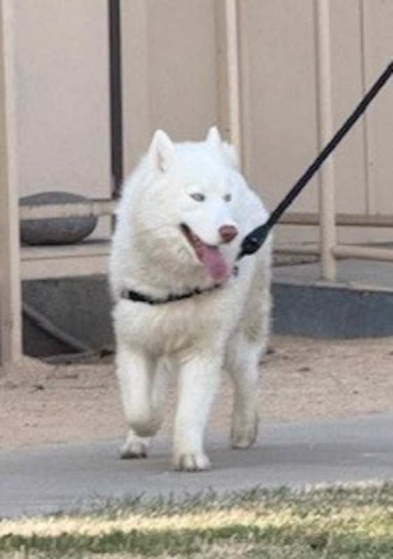 Photo of CHAMP #image