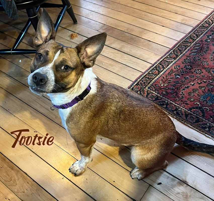 Photo of Tootsie #image