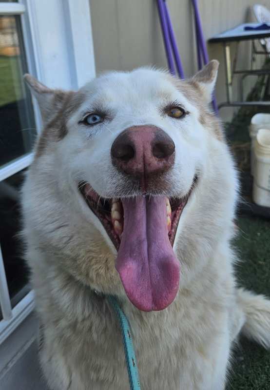 Photo of Lobo #image