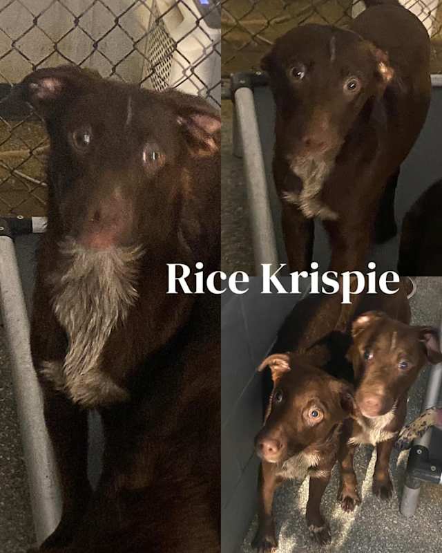 Photo of Rice Krispie #image