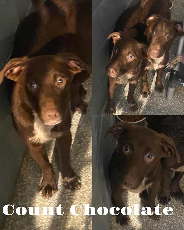 Photo of Count Chocolate #image