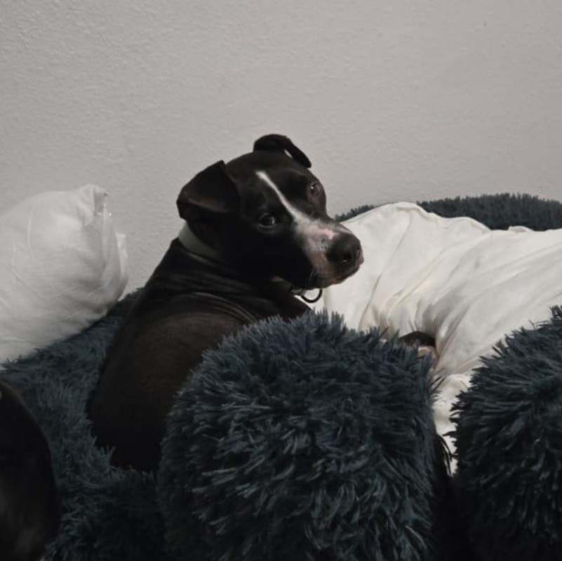 Photo of Shiloh #image