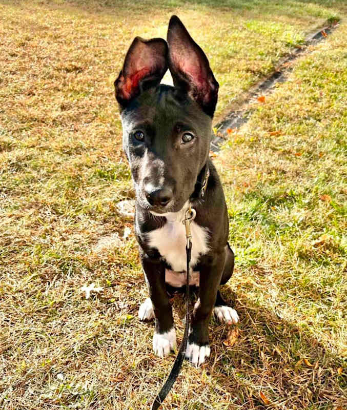 Photo of Tucker #image