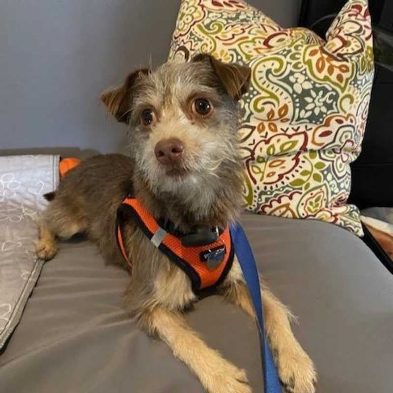 Photo of Scruffy #image