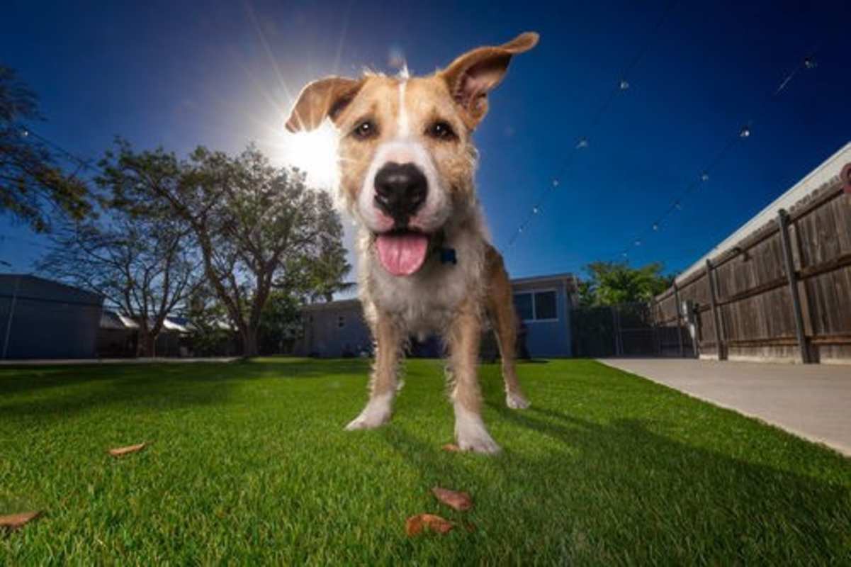 Photo of Penny #image