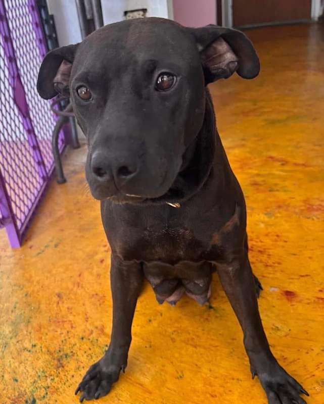 Photo of Blackie #image