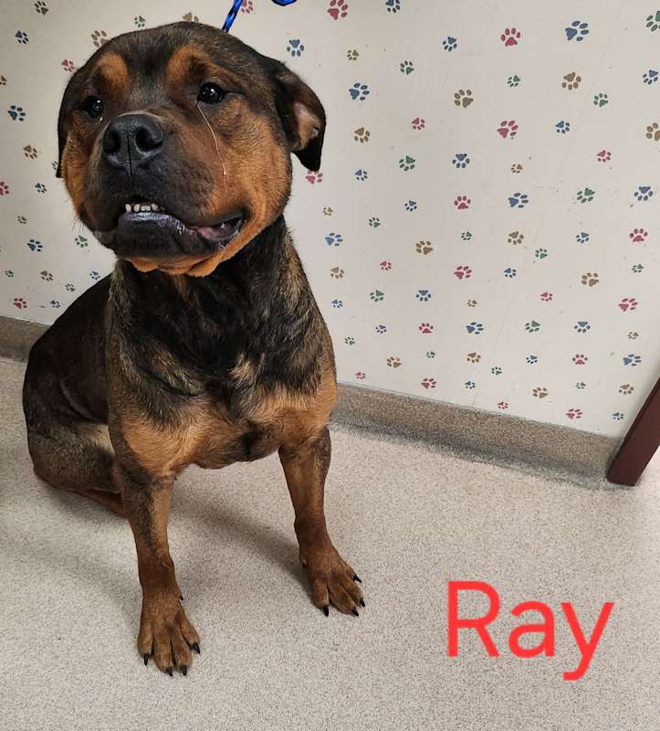 Photo of Ray #image